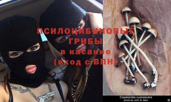 PSILOCYBIN Каменка